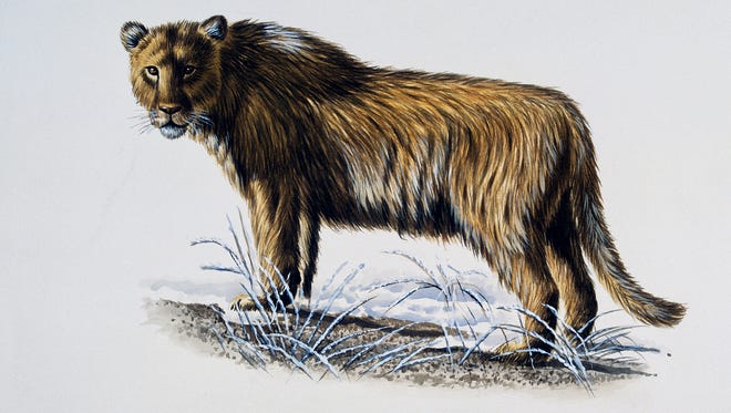 An artist's depiction of a European or Eurasian cave lion.