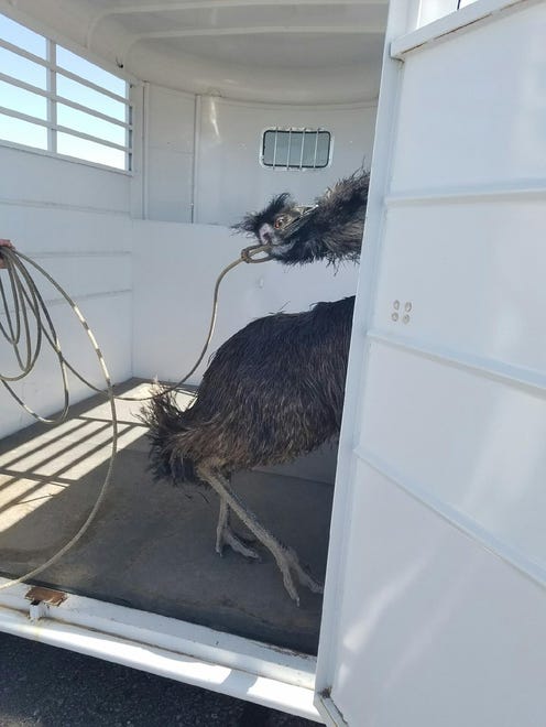 A crew from the Arizona Department of Agriculture corral the emu that was loose on Interstate 10 west of Phoenix on Oct. 21, 2016.