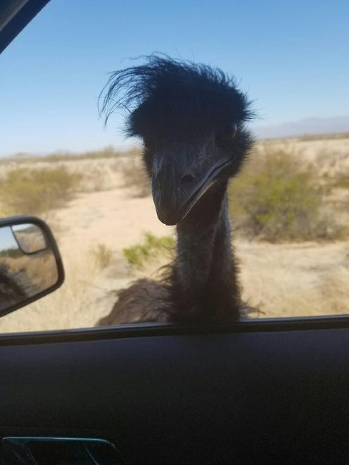 An emu disrupted traffic on Interstate 10 about 100 miles west of Phoenix on Oct. 21, 2016.