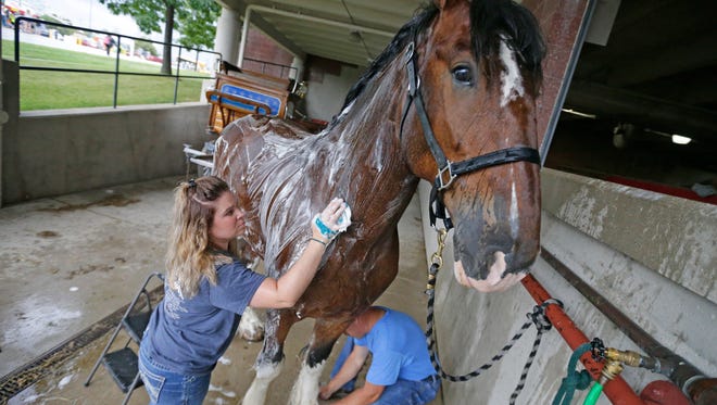 Tiffany Archer, of Windfield Kansas, washes down, Brock, a 7-year-old  Clydesdale with the Broken Spoke Clydesdales, with Chad Flower, a family friend.