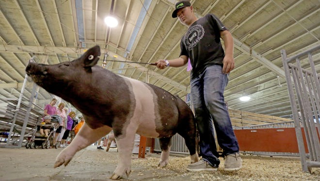 Tyler Cross, 15, from Poynette, takes his pig, Charlie, a 6-month-old, 239 pound crossbreed gilt, for a walk in the swine barn.