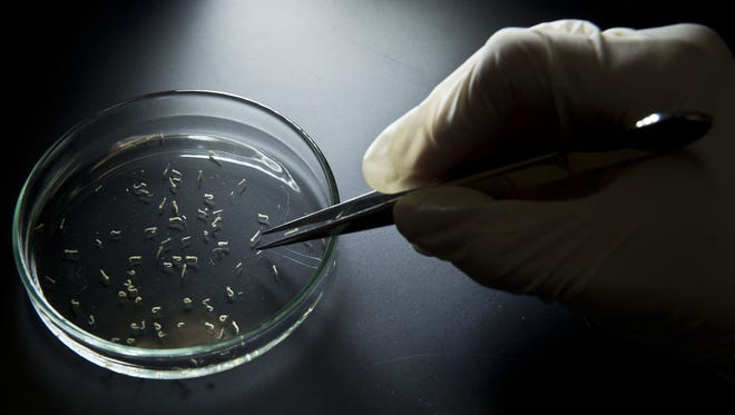 A researcher collects larvae of Aedes aegypti mosquitos in a petri dish at a lab of the Institute of Biomedical Sciences of the Sao Paulo University, on January 8, 2016 in Sao Paulo, Brazil. Researchers at the Pasteur Institute in Dakar, Senegal are  in Brazil to train local researchers to combat the Zika virus epidemic.