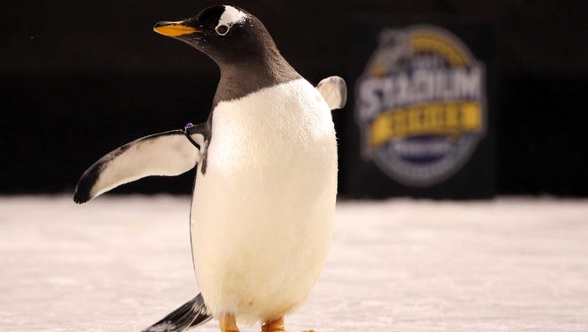 A live penguin from the Pittsburgh Zoo on the ice before the Pittsburgh Penguins host the Philadelphia Flyers during a Stadium Series hockey game at Heinz Field.