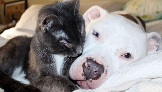 Helen the cat enjoys snuggling with her pit bull friend at her foster home.