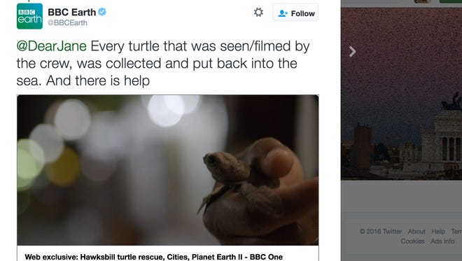 BBC Earth tweeted that crew members collected put baby turtles back into the ocean while filming 'Planet Earth II.'