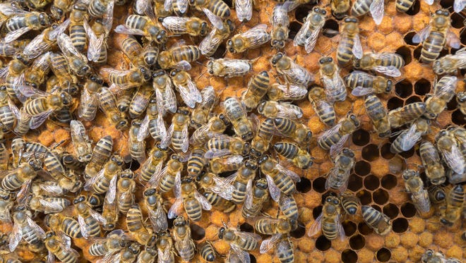 U.S. beekeepers reported they lost 33% of their honey bee colonies over the past year.